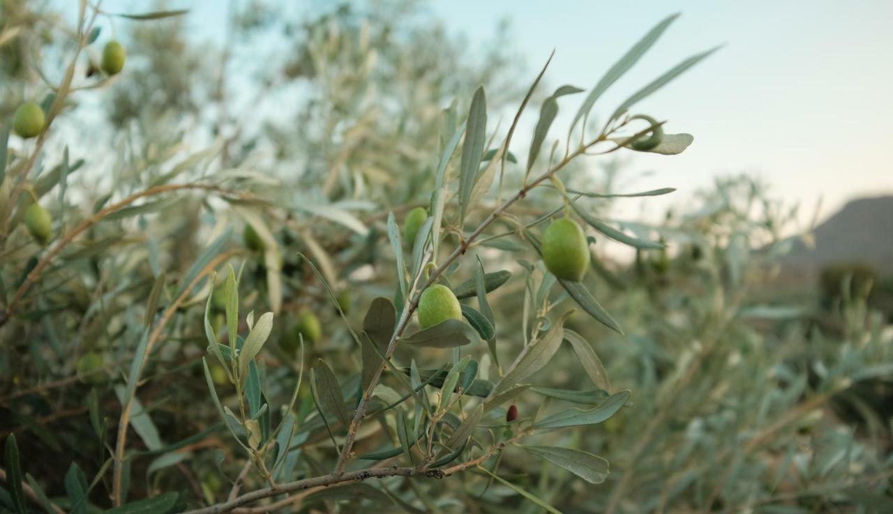 منزل الضيف أنافيسوس  في Olive Grove المظهر الخارجي الصورة